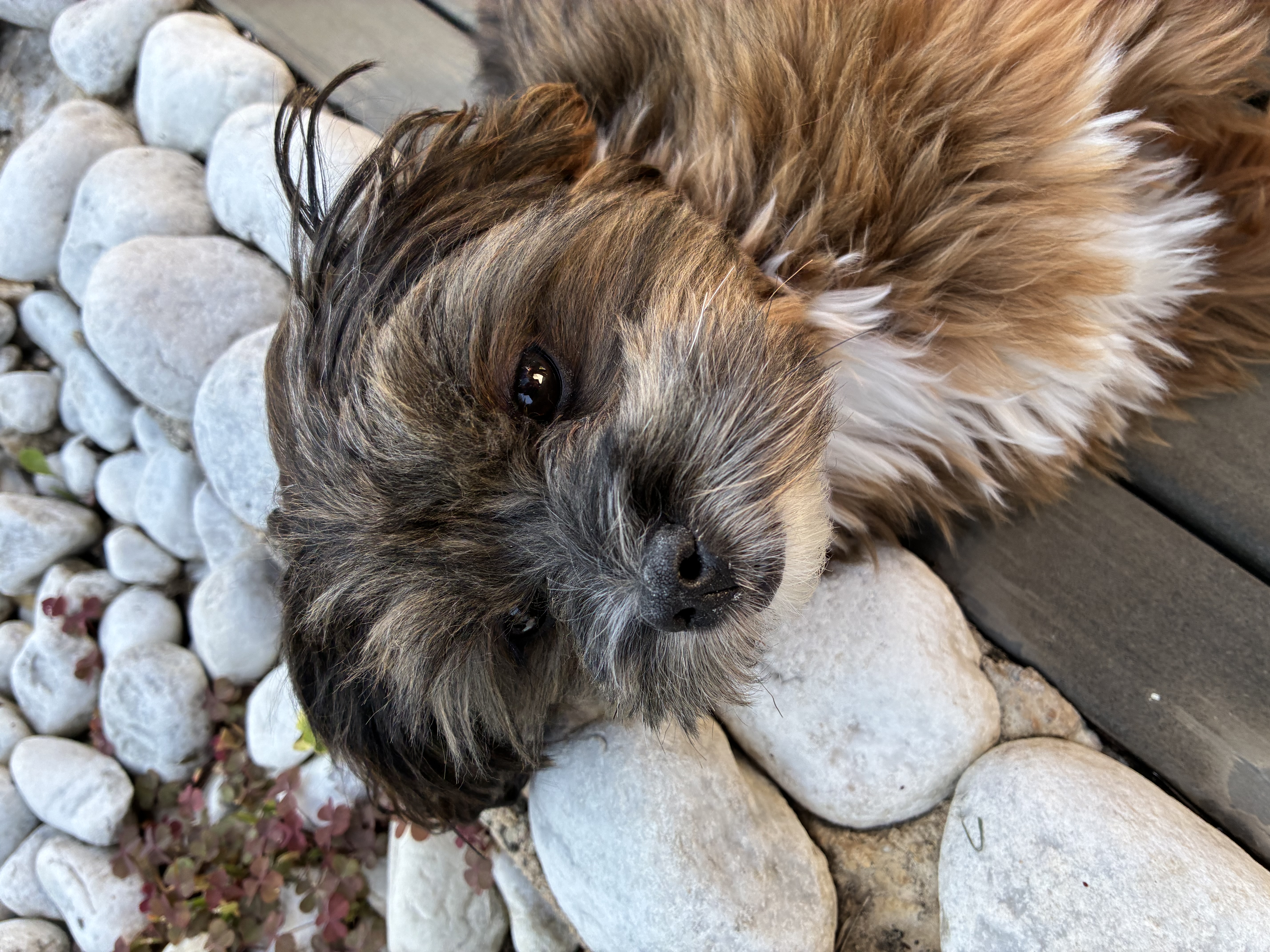 Püppi Hund